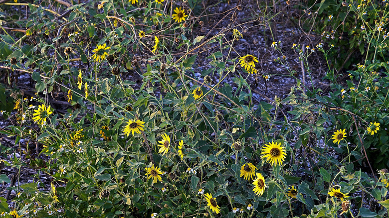 A field of Berlandiera lyrata flowers in bloom