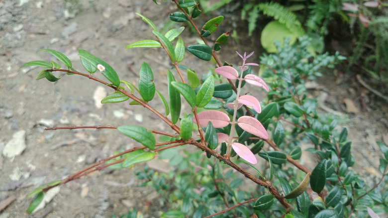 Vaccinium crassifolium plant growing in the wild