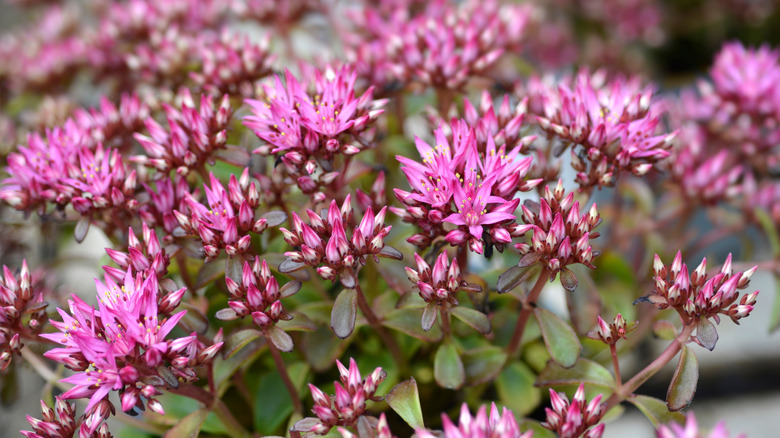 Creeping stonecrop flowers in bloom