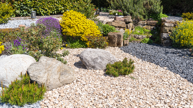 Rock garden landscape with different plants and flowers