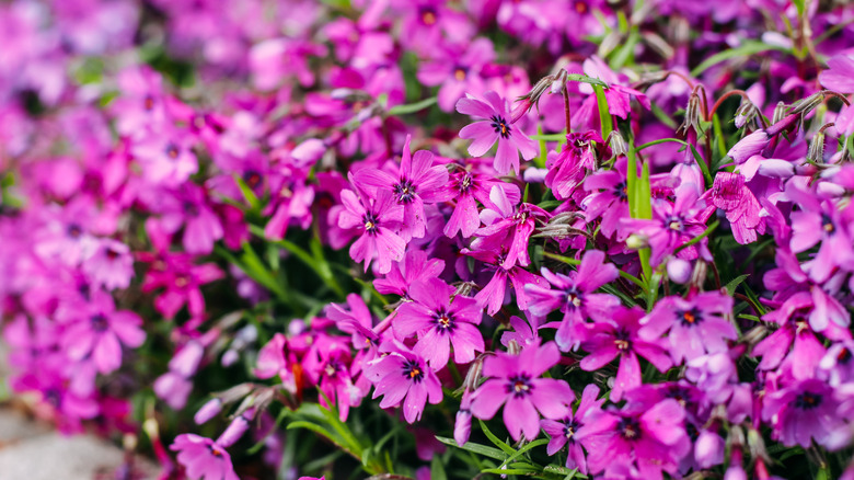 Pink moss phlox flowers in bloom