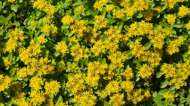 Orange stonecrop flowers in bloom