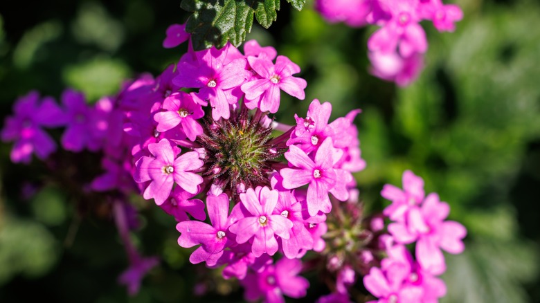 Rose verbena flower closeup detail