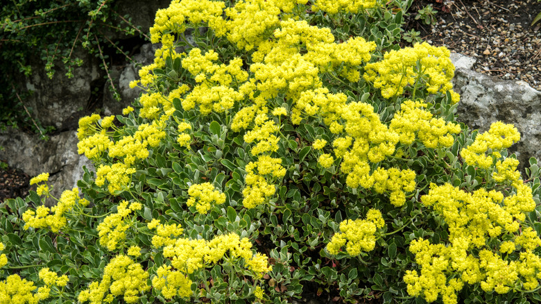 Yellow sulfur flowers growing in a forest