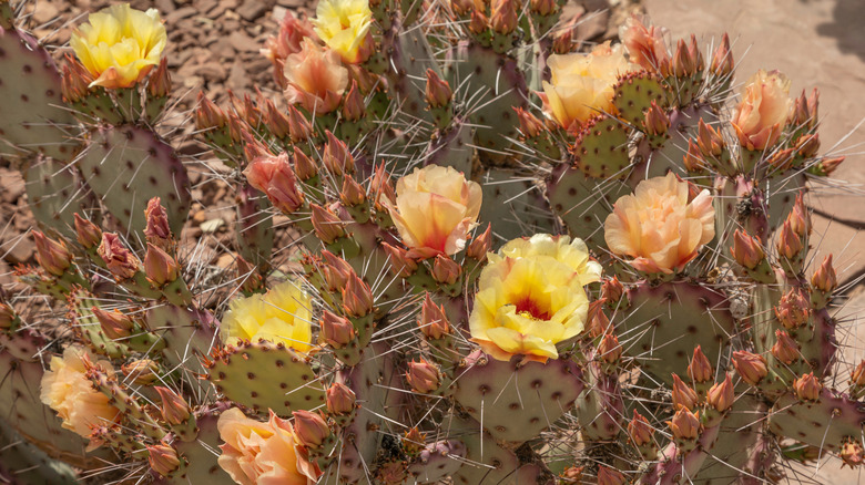 Opuntia humifusa cactus in bloom