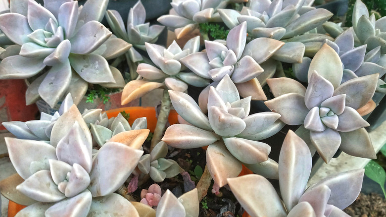 Ghost plants (Graptopetalum paraguayense) growing in a garden