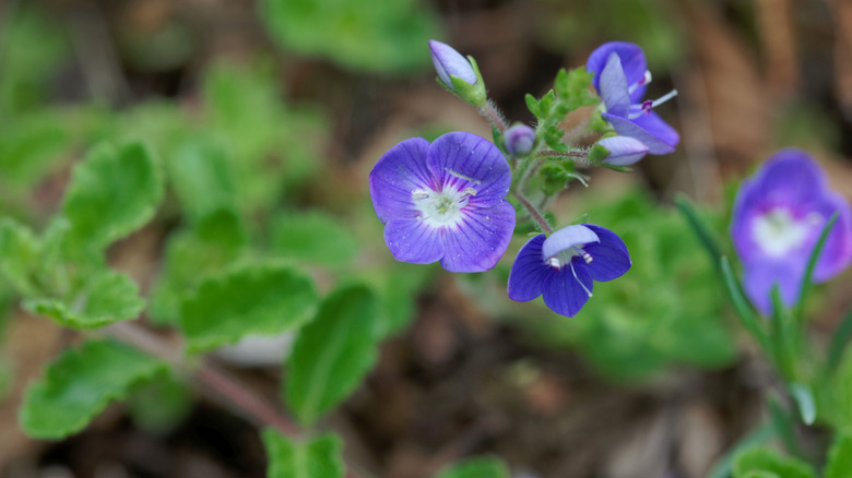 Purple flower from a Veronica oltensis plant