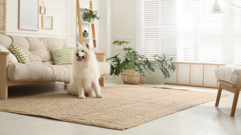 a white dog on tan rug