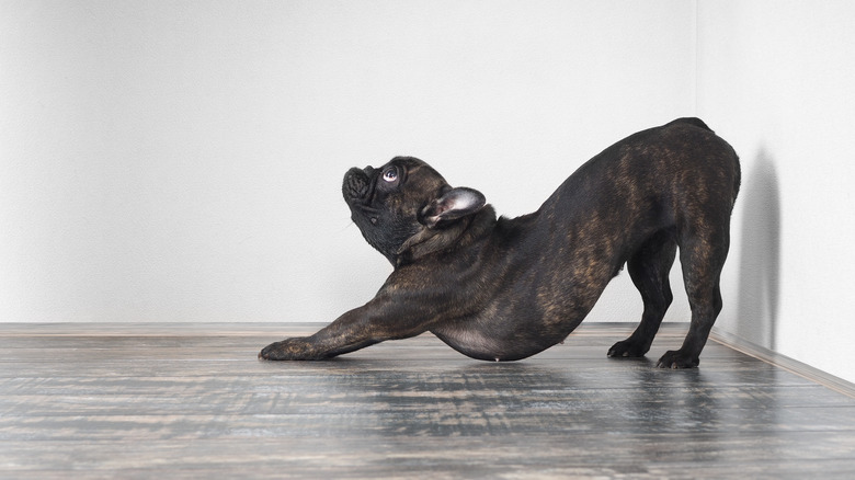 a dog stretching near wall