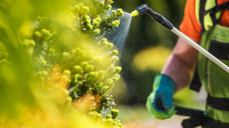 Gardener spraying pesticide