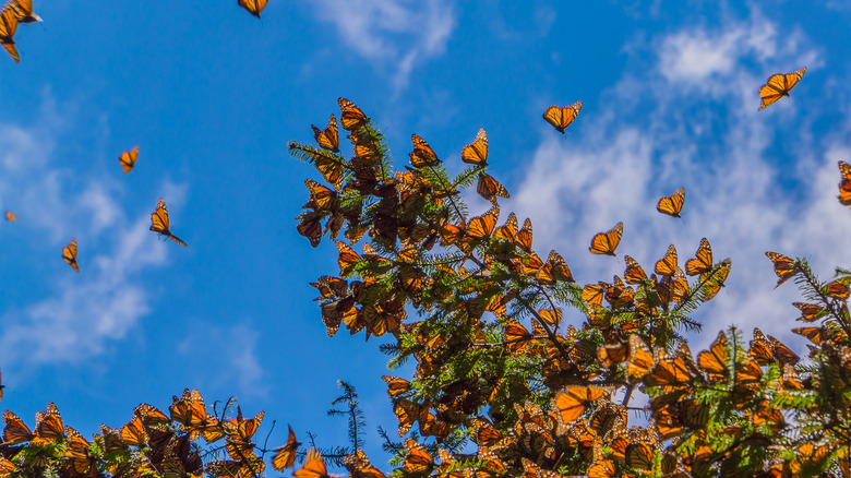 Flock of monarchs swarming branches