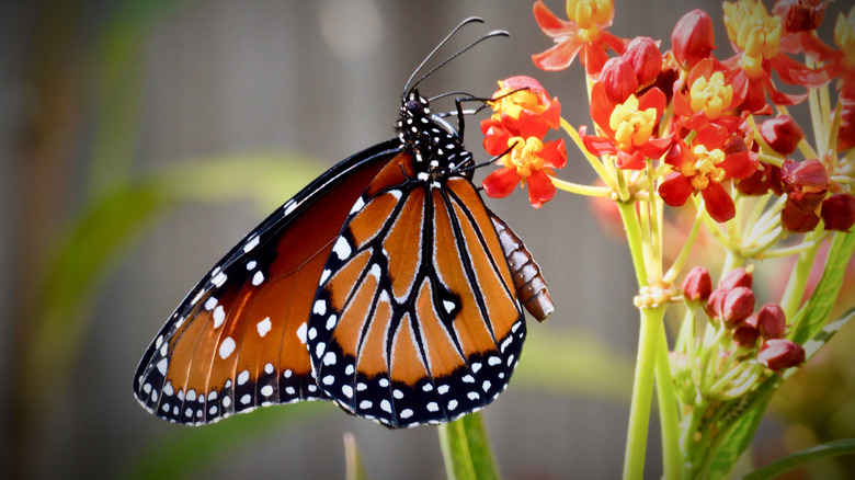 Monarch feeding from tropical milkweed