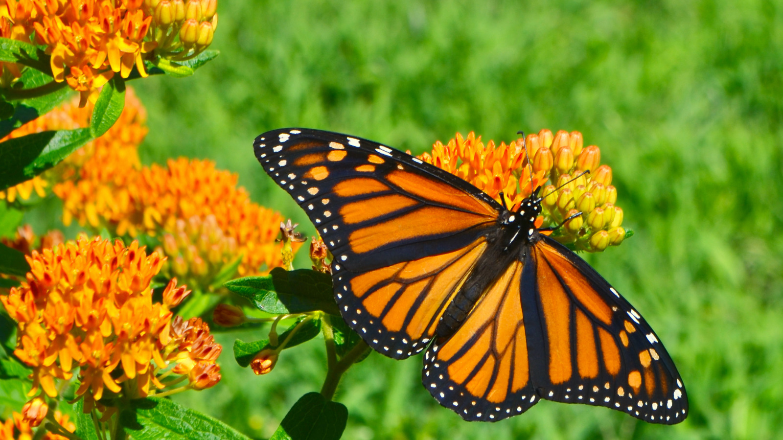 Monarch Butterfly Milkweed Seed Garden Kit, Pollinator Garden Kit 