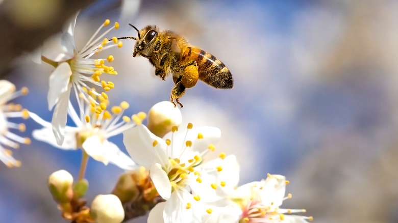 Bee hovering above white flower