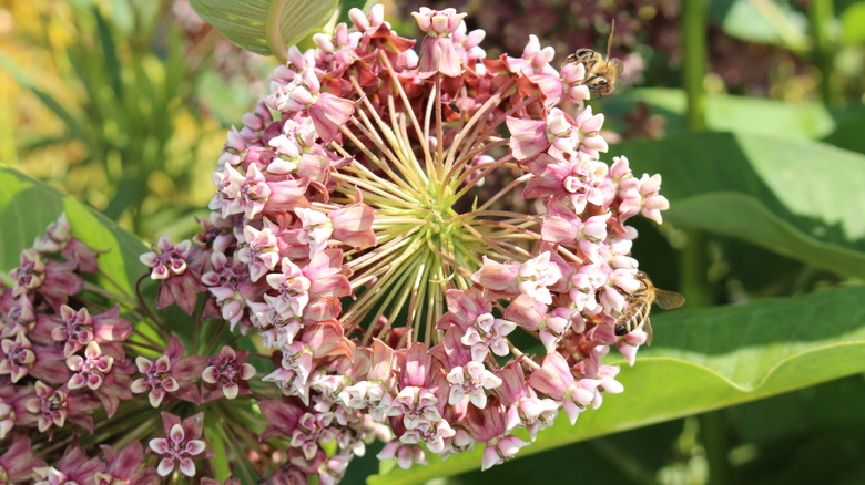 Bees feeding on common milkweed