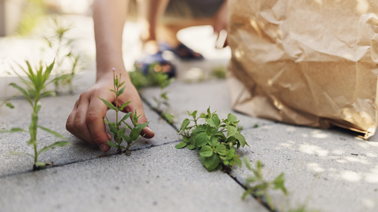 Weeding in between patio cracks 