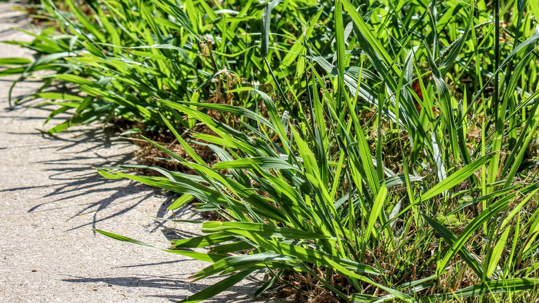 Lush crabgrass in yard