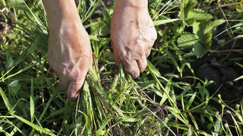 Manually pulling out weeds