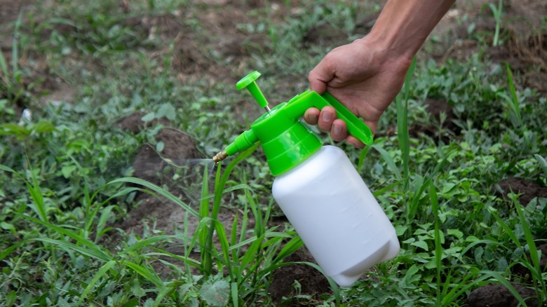 Spraying weeds