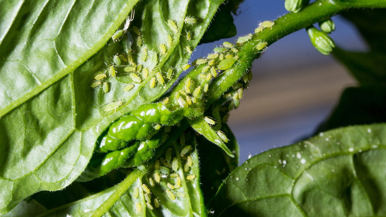 Aphids clustered on leaf