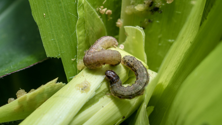 Two armyworms on leaves