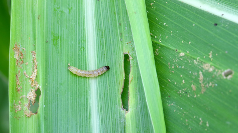 Corn borer on corn leaf