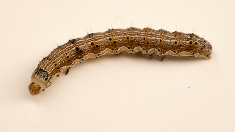 Corn earworm on white background