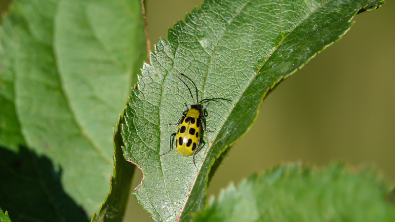 Cucumber beetle on a leaf