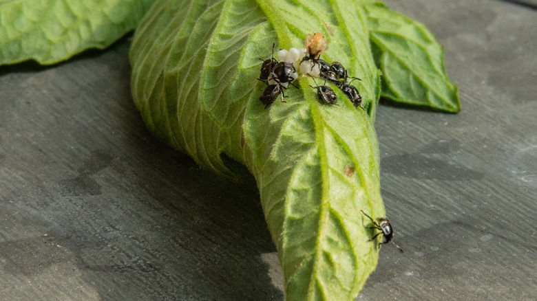 Flea beetles on leaf