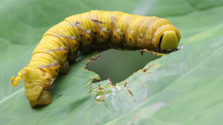 Yellow hornworm eating leaf