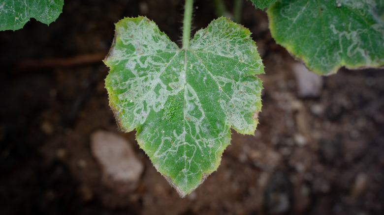 Leaf with leaf miner damage