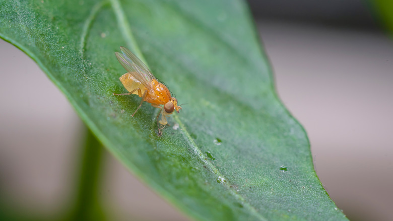 Yellow fruit fly on leaf