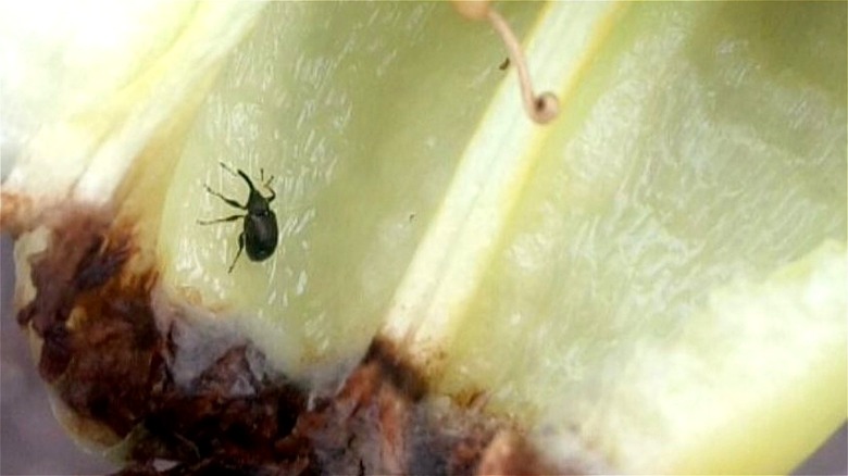 Pepper weevil inside pepper