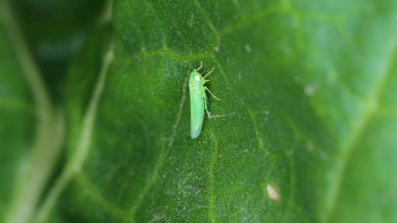 Potato leafhopper on leaf