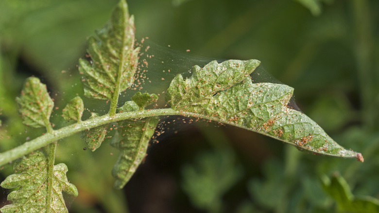 Spider mite colony on leaves