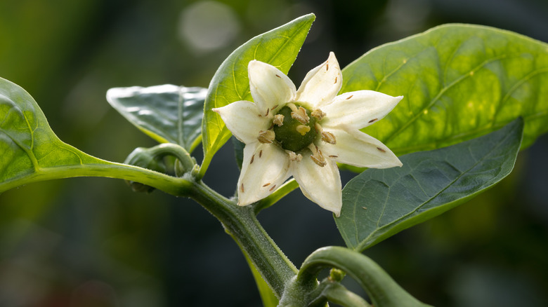 Thrips in white flower