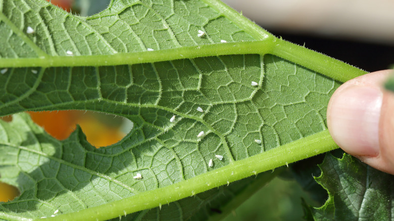 Whiteflies on the underside of leaf