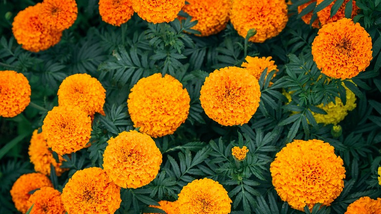 Bright orange Mexican marigolds