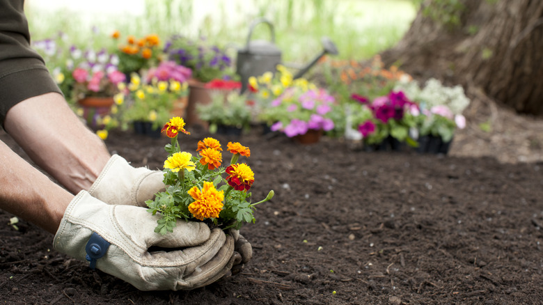 Person in gloves planting marigolds