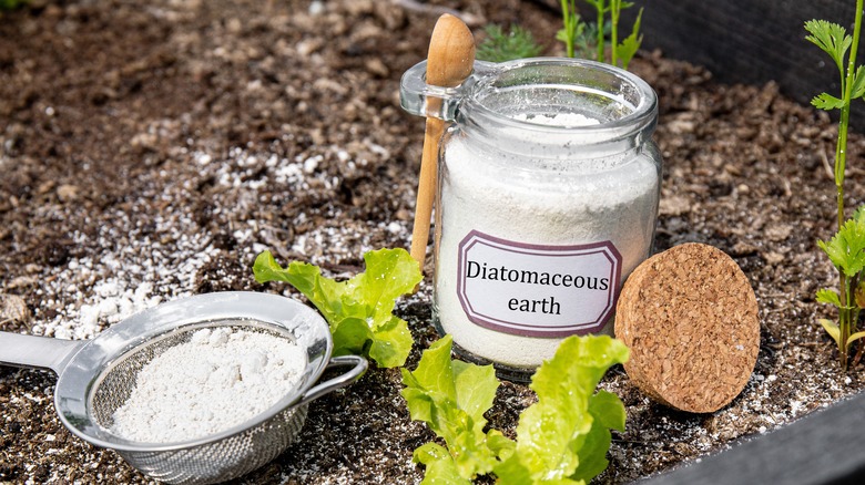 Diatomaceous earth in garden