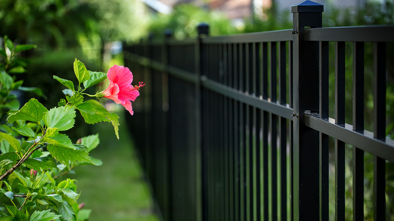 black aluminum fence with flower