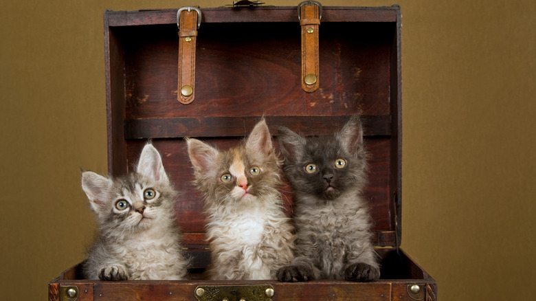 kittens in a vintage trunk 
