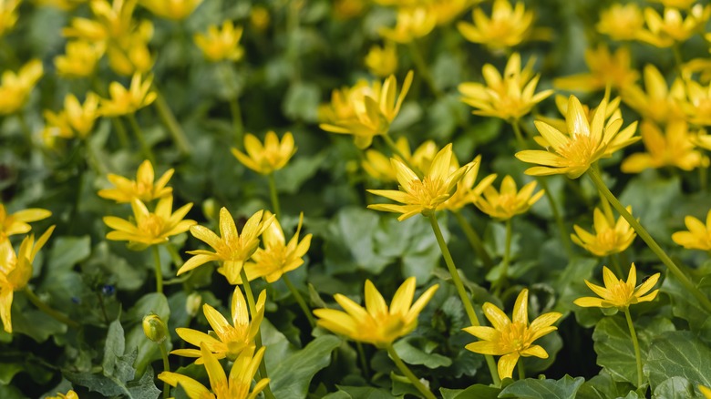 Lesser celandine flowers