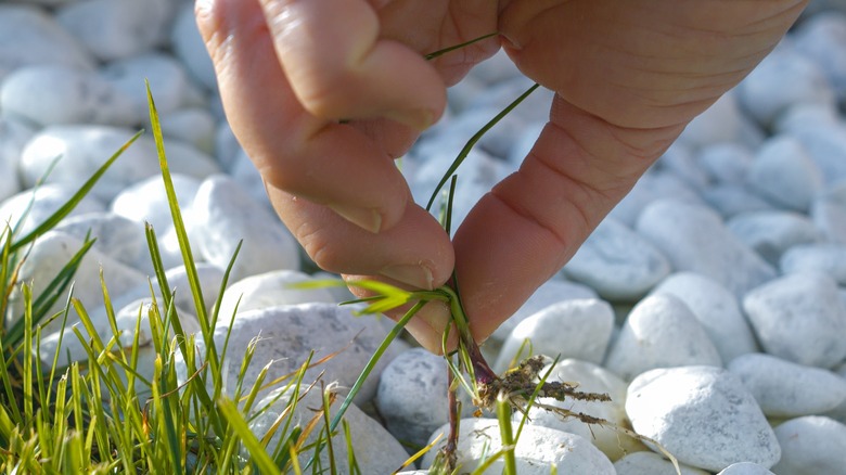 Pulling weeds from gravel