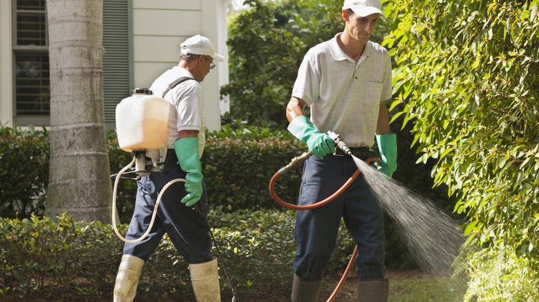 Workers spraying chemicals on lawn and shrubs