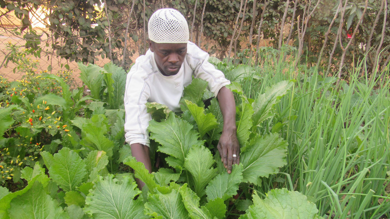 Man tending to the vegetables in his garden