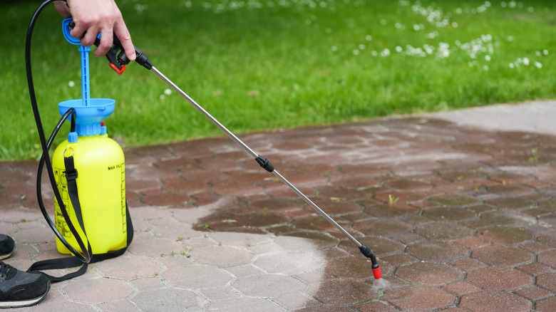 A gardener sprays a paver path to kill weeds from growing through