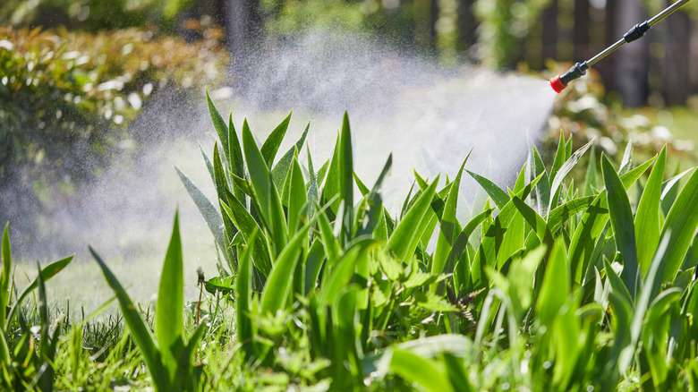 A gardener sprays a cloud of herbicidal mist in garden