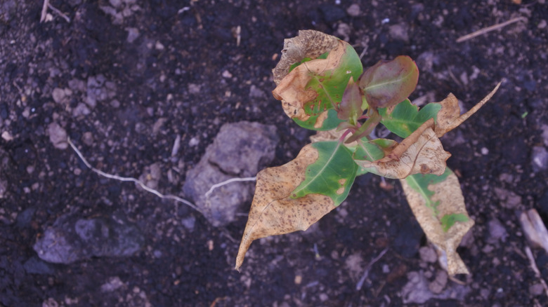 The leaves on a plant turn brown and wilt