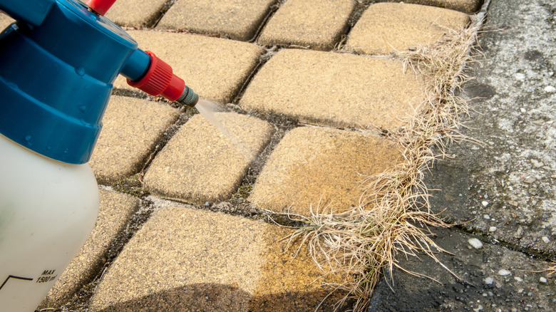 A homeowner sprays grass growing through the gaps in a patio